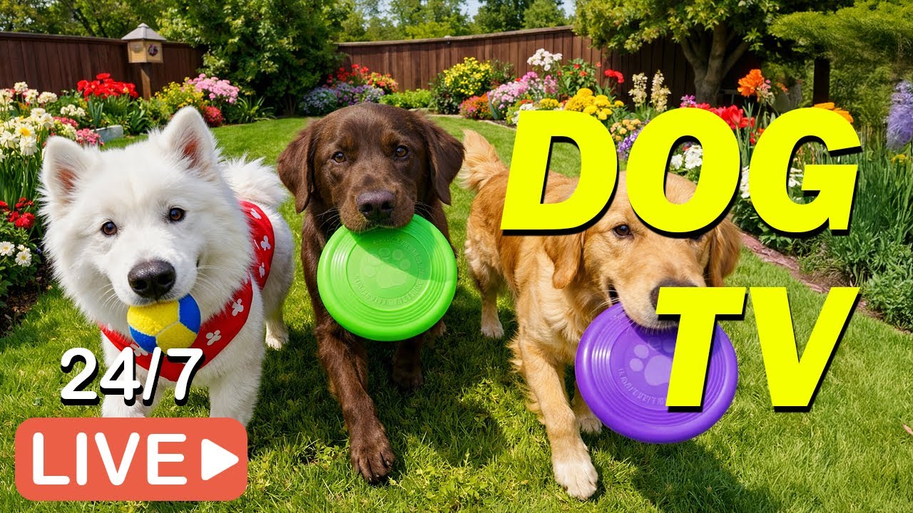🔴[LIVE] DOG TV: The Ultimate All-Day Relaxing Video for Dogs Home Alone - Best Music for Dogs💖