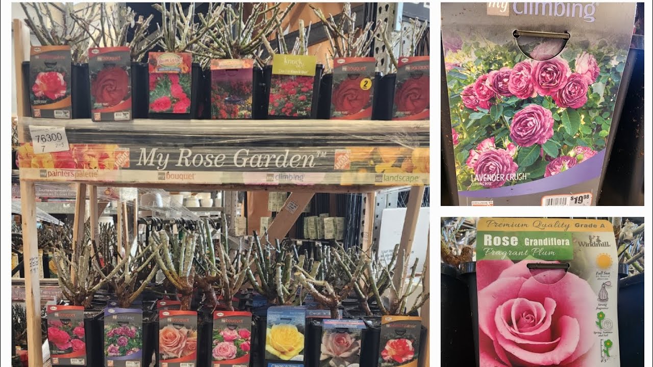 Home Depot drops their Bare Root Roses for the 2025 garden season. They are gorgeous.