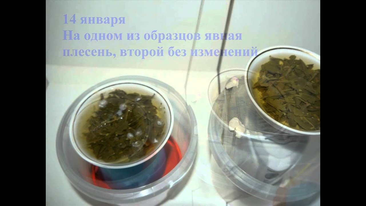 Работает ли ионизатор для холодильника ЗапахOFF