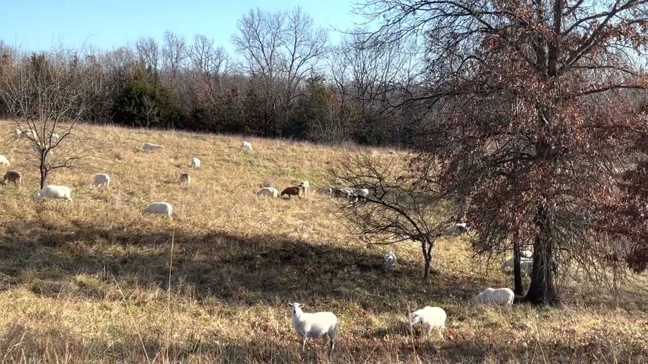 Sheep are our toughest and lowest input animal on our farm, 10 ewes and 2 rams looking for a home.