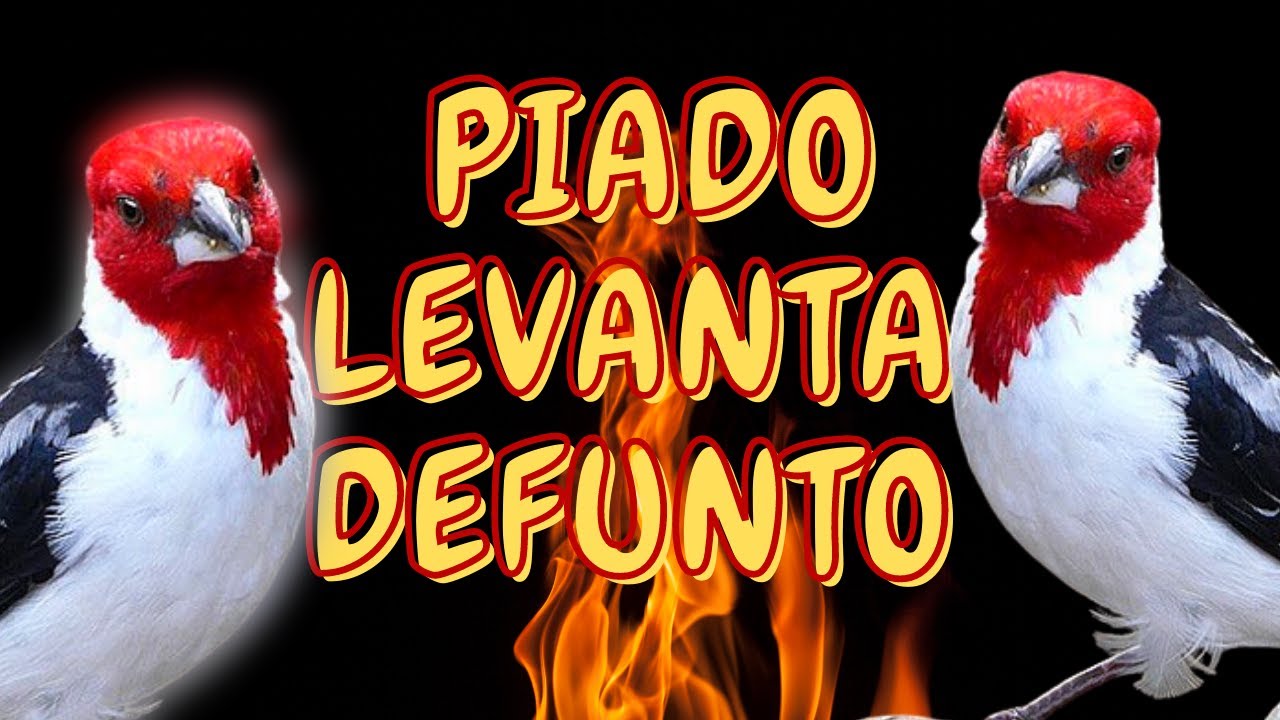 PIADO LEVANTA DEFUNTO - BATIDA DE FOGO DE GALO DE CAMPINA