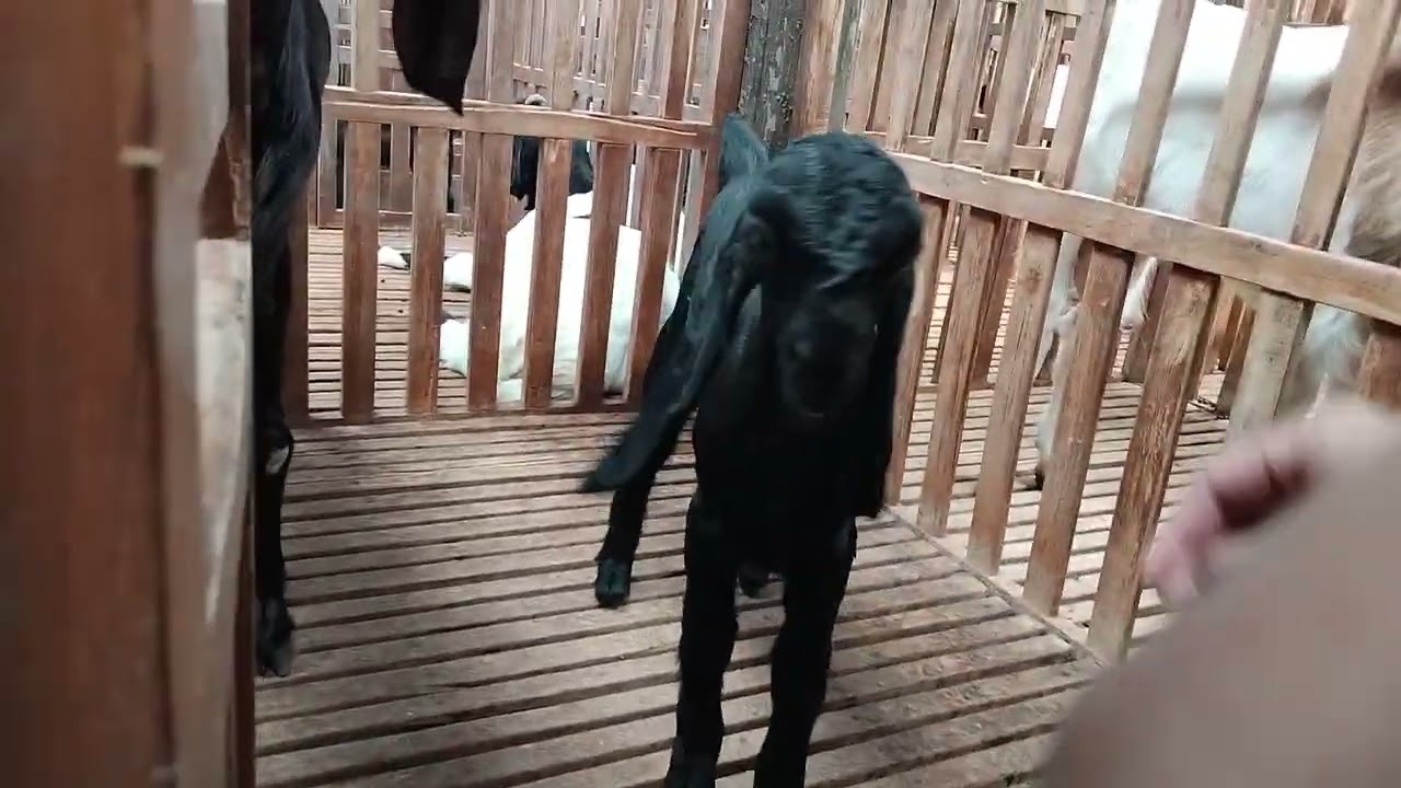 Tampil lagi bos qu bakalan ses#081292929393