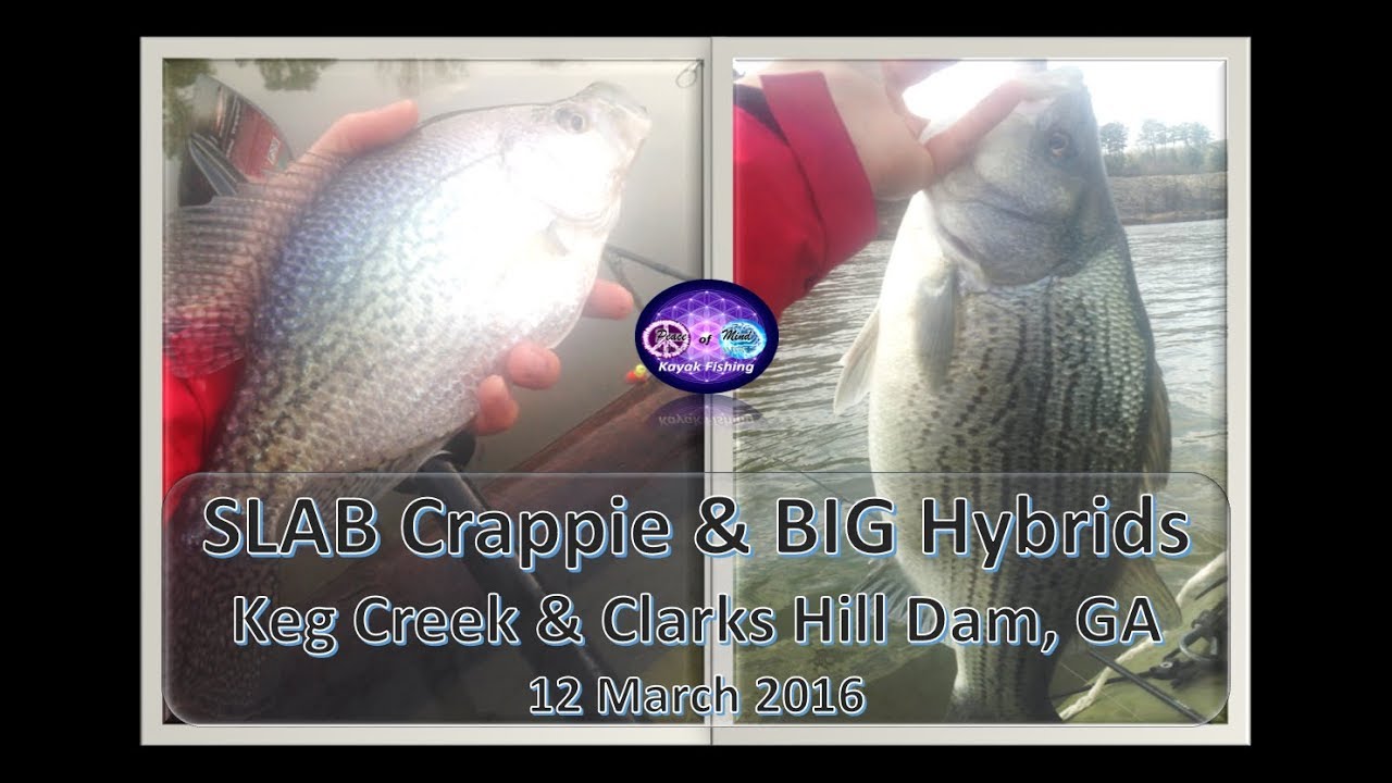 SLAB Crappie and BIG Hybrids at Keg Creek and Strom Thurmond Dam, GA, 12 March 2016