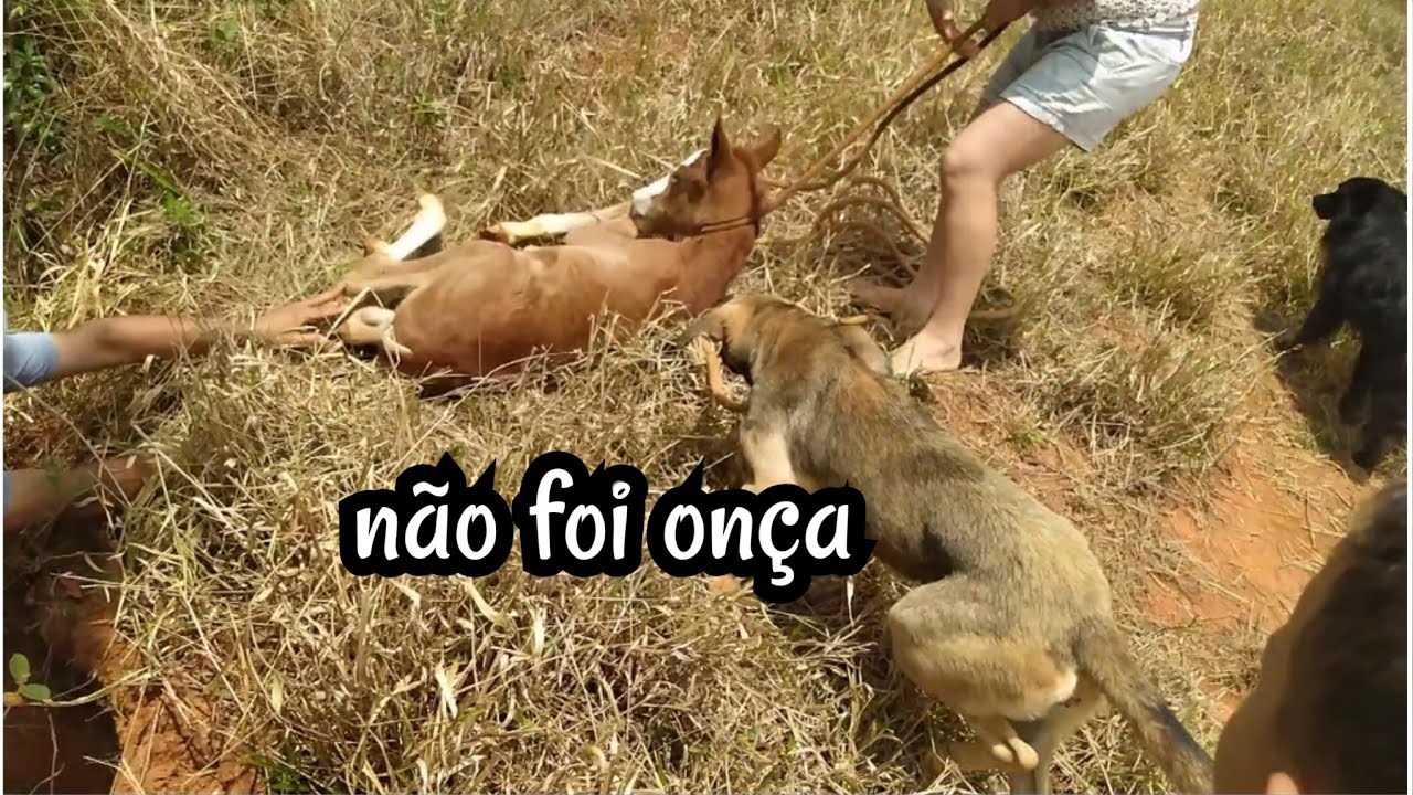 caramelo sumiu