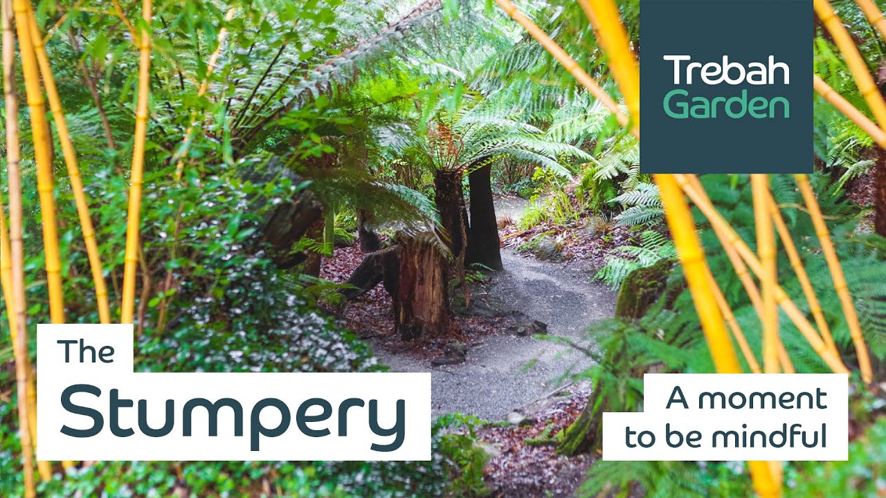 The Stumpery | A Moment To Be Mindful
