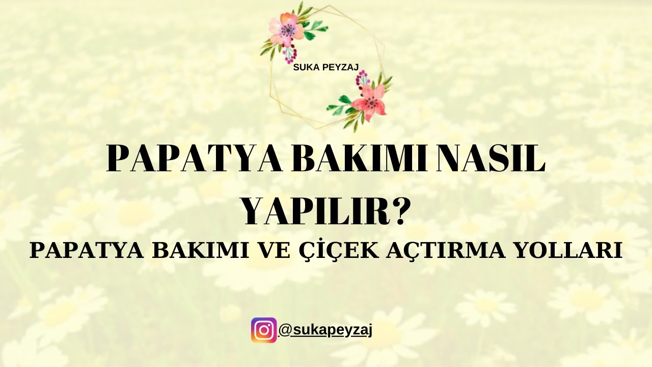 Papatya Nasıl Bakılır? Papatya Bakımı ve Çoğaltma Rehberi - SUKA PEYZAJ