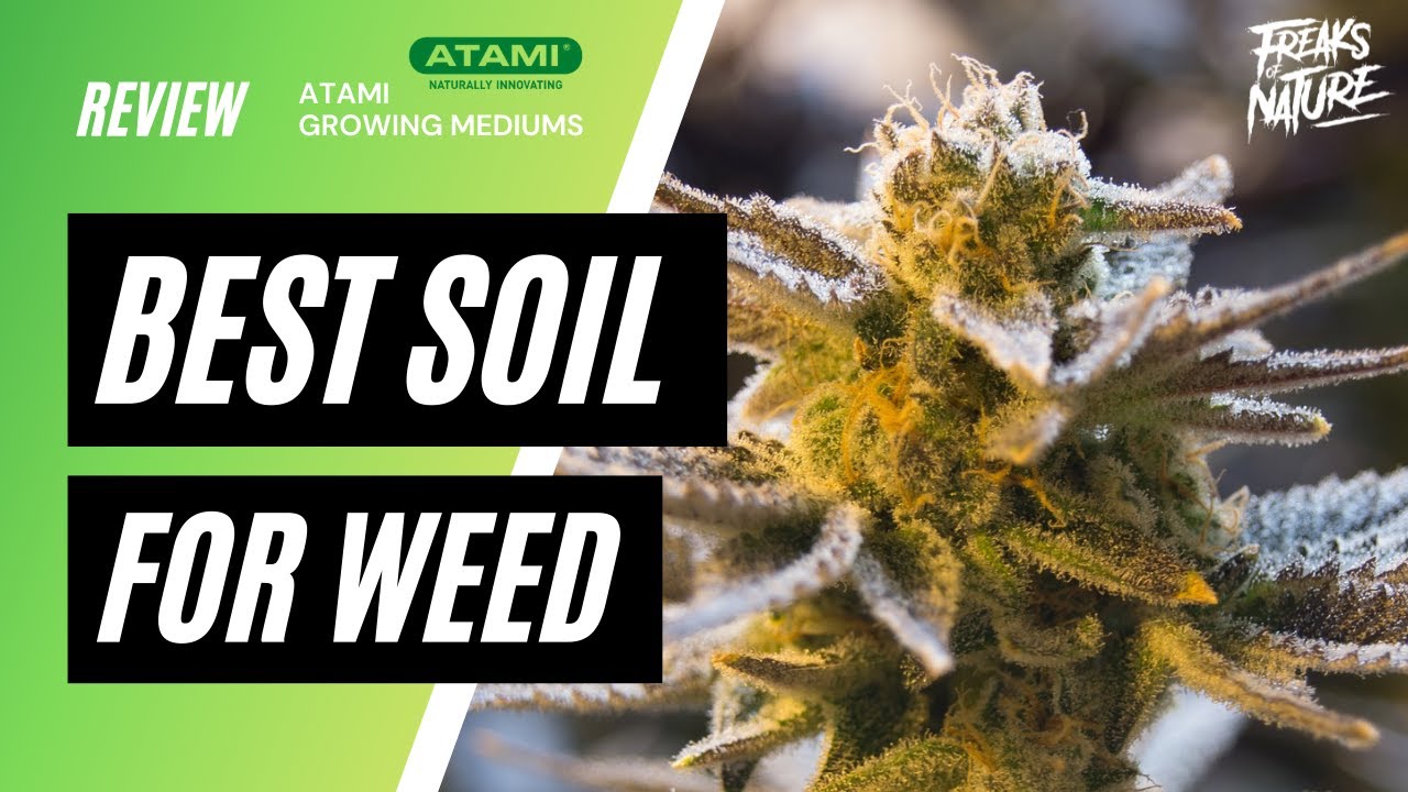 What ATAMI Soil is the BEST for Weed? [FULL GUIDE]
