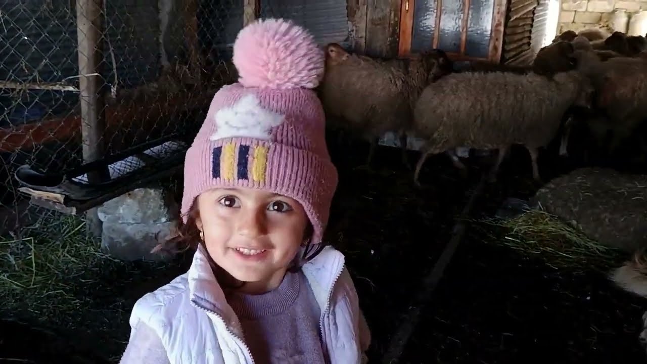 Bu vlogda 8 gündür tövlədə qalan qoyunları ilk dəfə otlaqa çıxarıram.Baxaq necə reaksiya verirlər