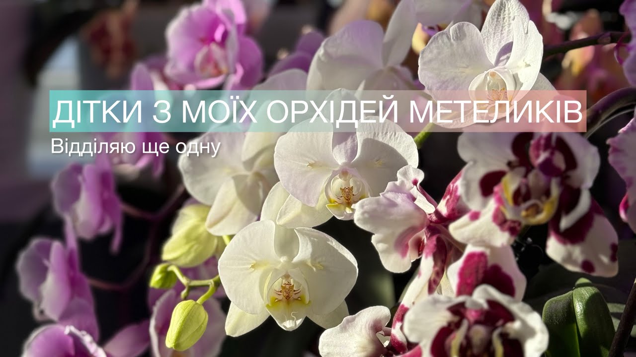 Дітки орхідей метеликів,вирощені власноруч🌿#orchid #орхидеякорень #орхідеї #flowers #phalaenopsis