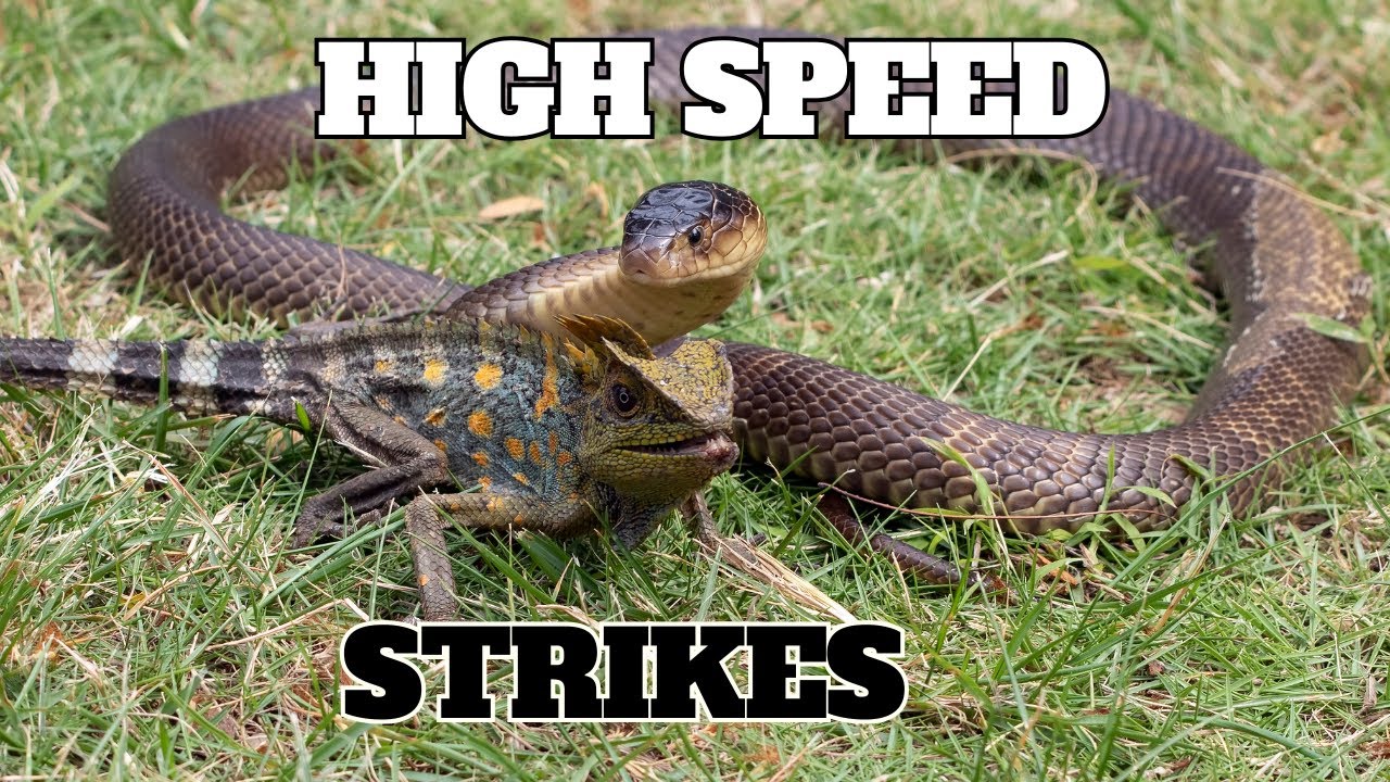 The Fastest Snake Attacks in the Animal Kingdom 🐍