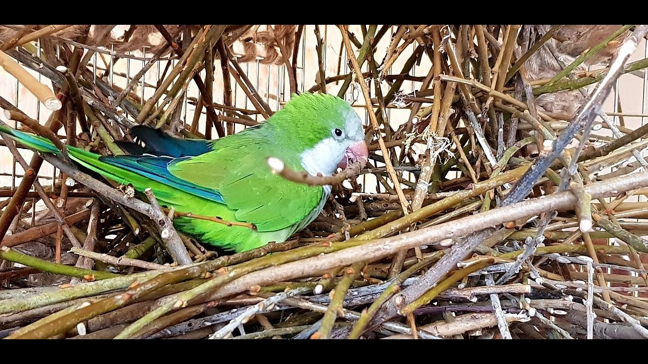 КАК  СНИЗИТЬ ГОРМОНАЛЬНЫЙ  ФОН  У  ПОПУГАЯ / HOW PREVENT INCREASE IN HORMONAL LEVELS IN PARROTS