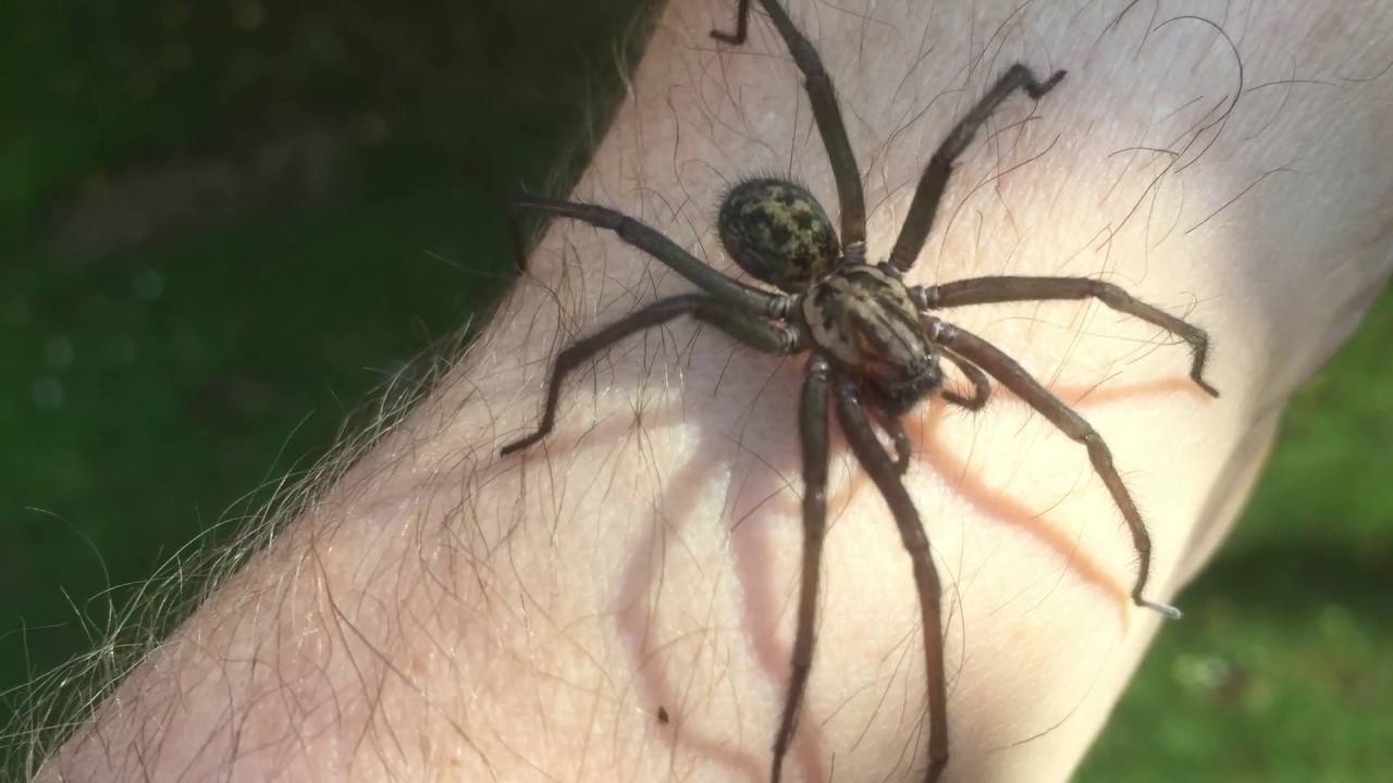 Tegenaria 'House spider'