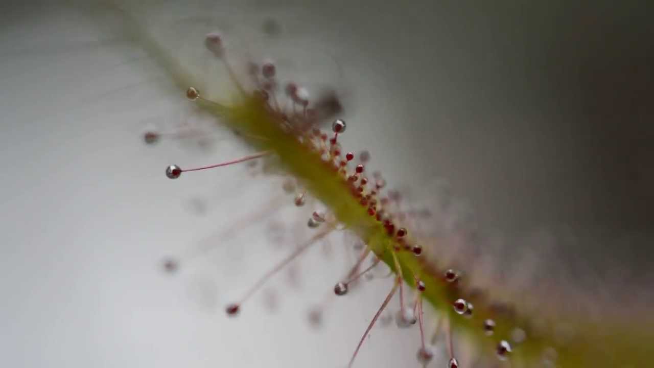 Drosera binata dichotoma giant