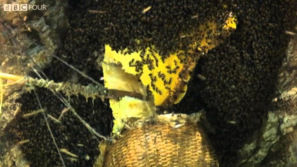 Nepal Mountain Dwellers steal from Giant Honey Bees - Insect Worlds - Episode 1 Preview - BBC