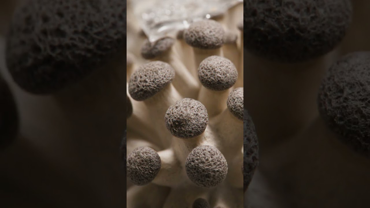 gourmet mushroom farm #shorts