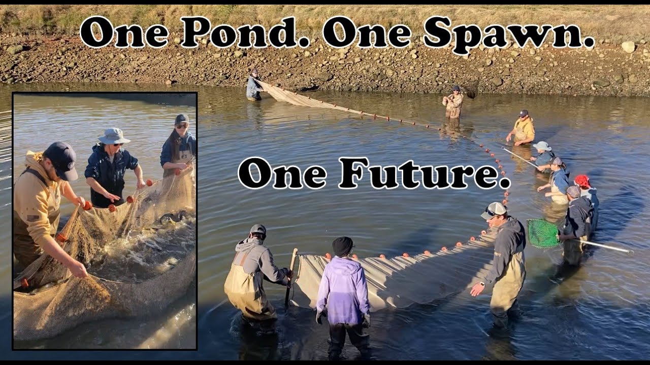 From Hatchery Pond to Wild Rivers