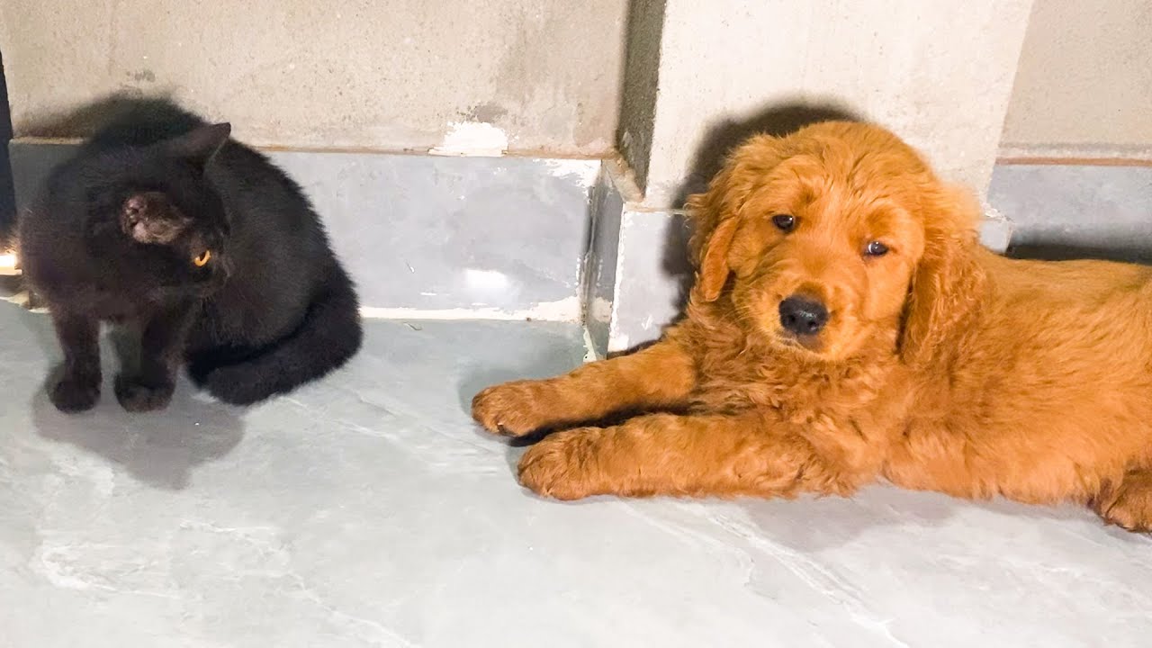 The golden retriever puppy wanted to make friends with the ebony kitten the first time they met