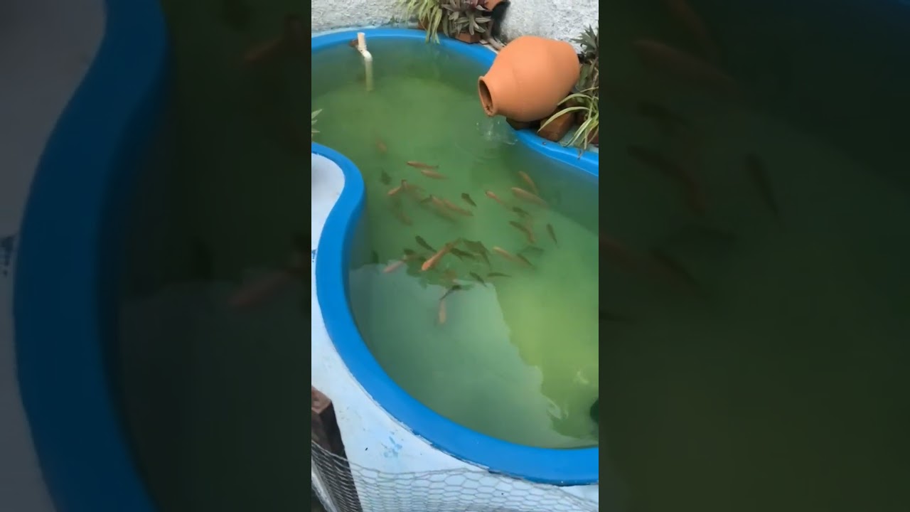 Criando capas e til&aacute;pias em piscina formato feij&atilde;o! ficou show! #peixe #tilapia #carpa