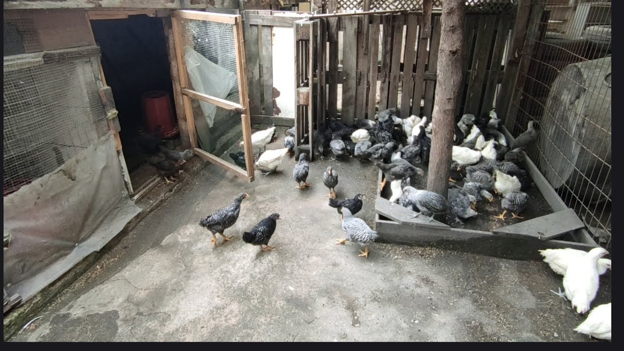 CİVCİVLERİ BAHÇEYE SALDIM 45 GÜNLÜK OLDULAR