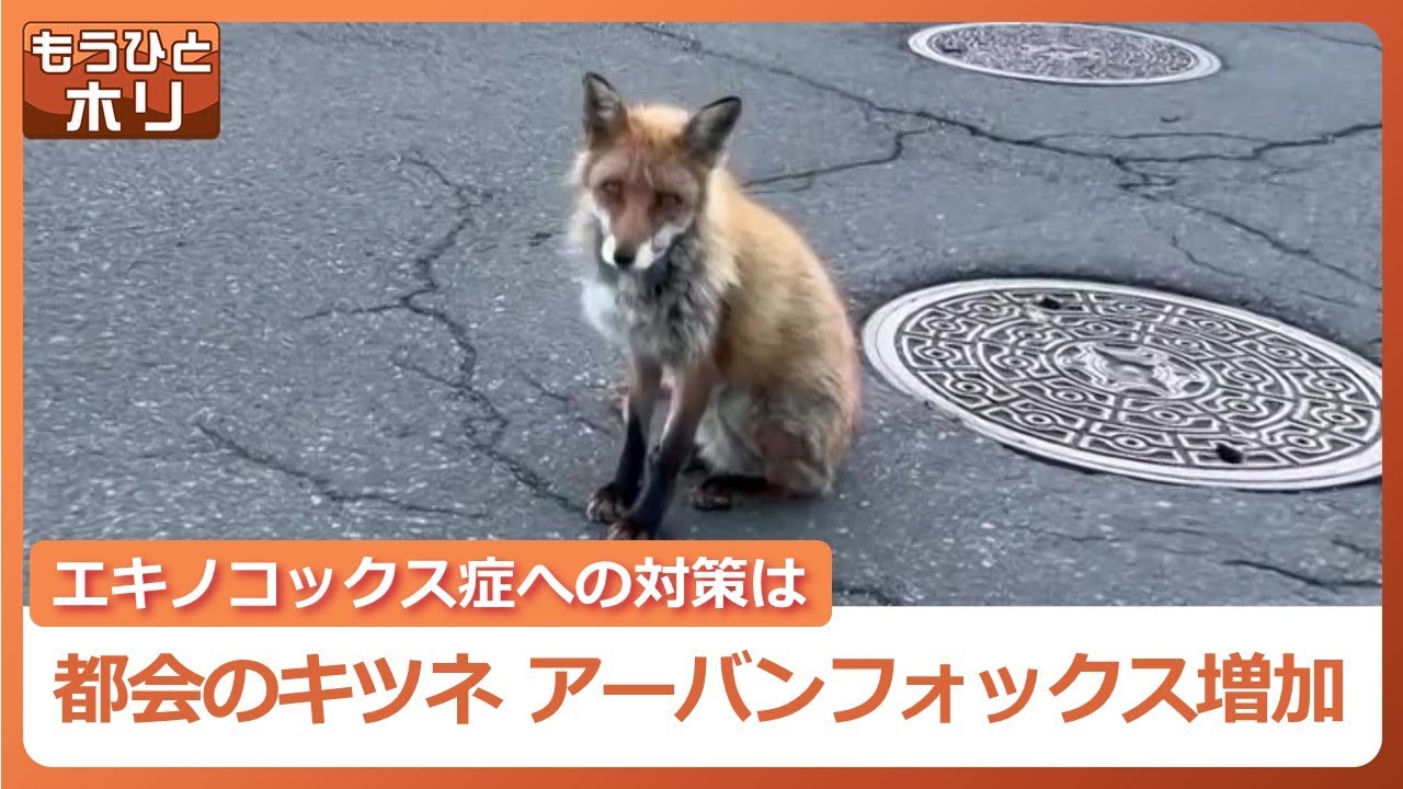 都会のキツネ「アーバンフォックス」札幌中心部でも目撃増加　人やペットが襲われる被害だけじゃない、フンから感染するエキノコックス症への行政の対策は