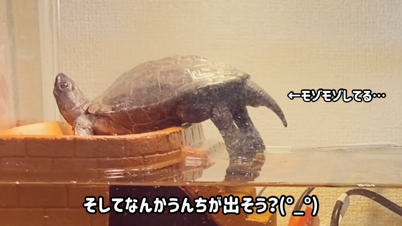 お尻を突き上げて可愛いポーズをしていると思ったら…？