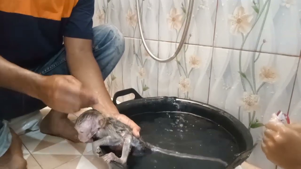 monyet kecil lucu lagi mandi