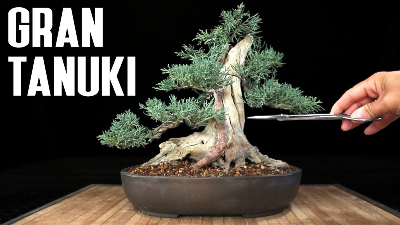 Tanuki Bonsai trasplantado en diciembre