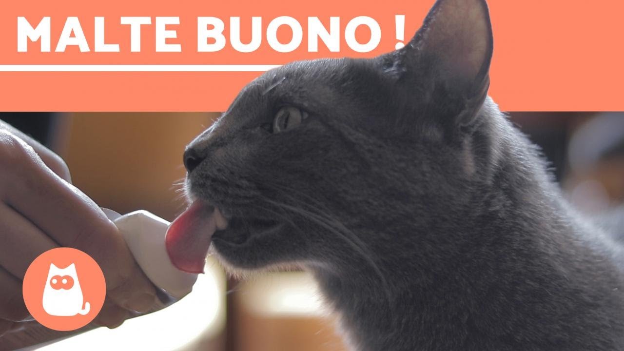 MALT POUR CHAT - Avis, bienfaits, quantité