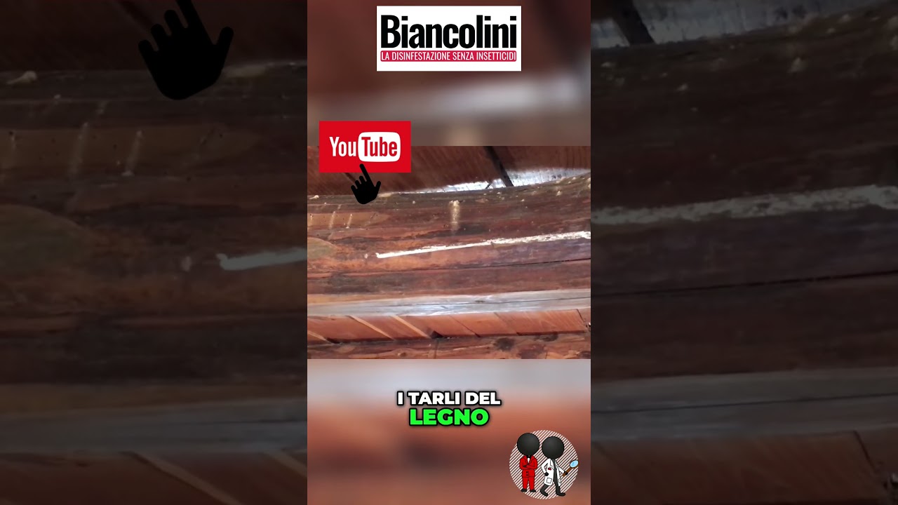 🐛​🔥​Tarli del legno sulle travi? Guarda questo sistema innovativo per eliminarli🐛​🔥​#shorts