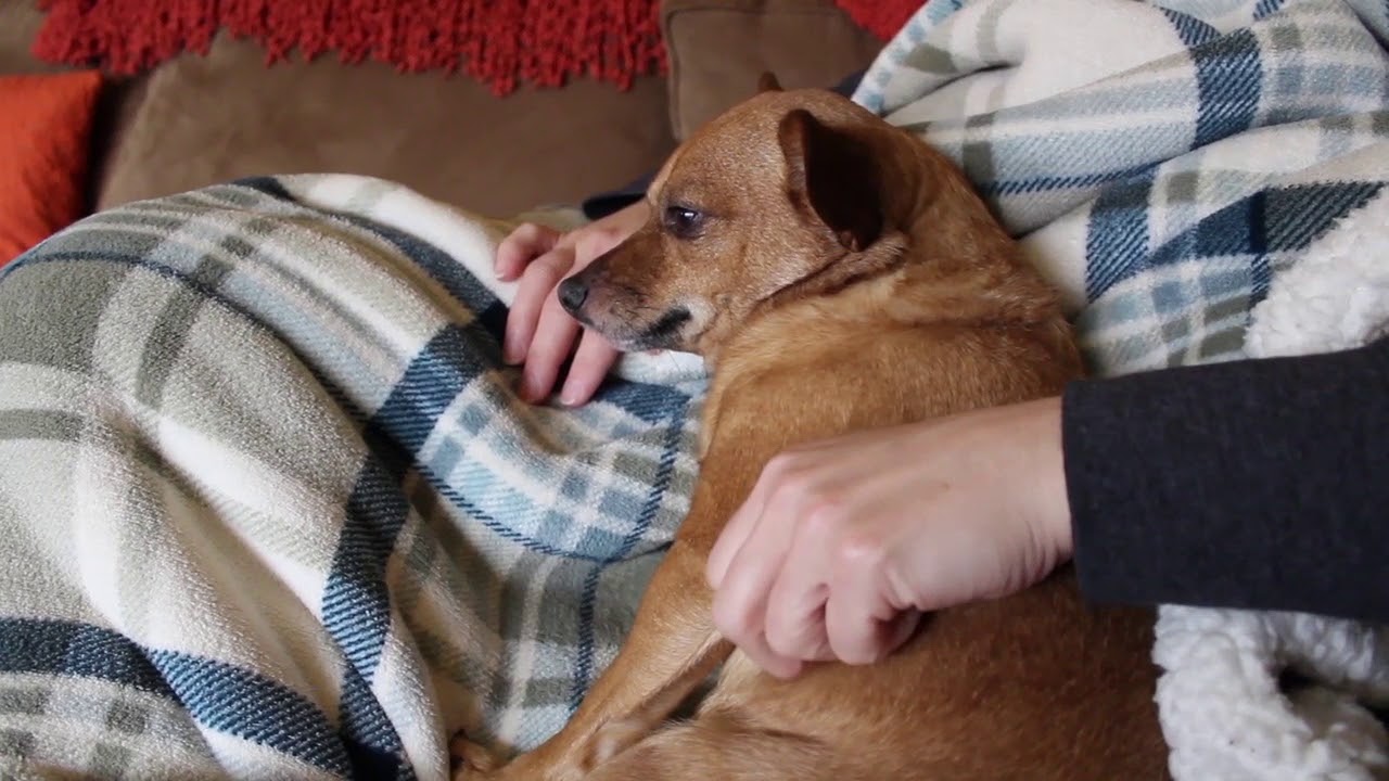 Chiweenie