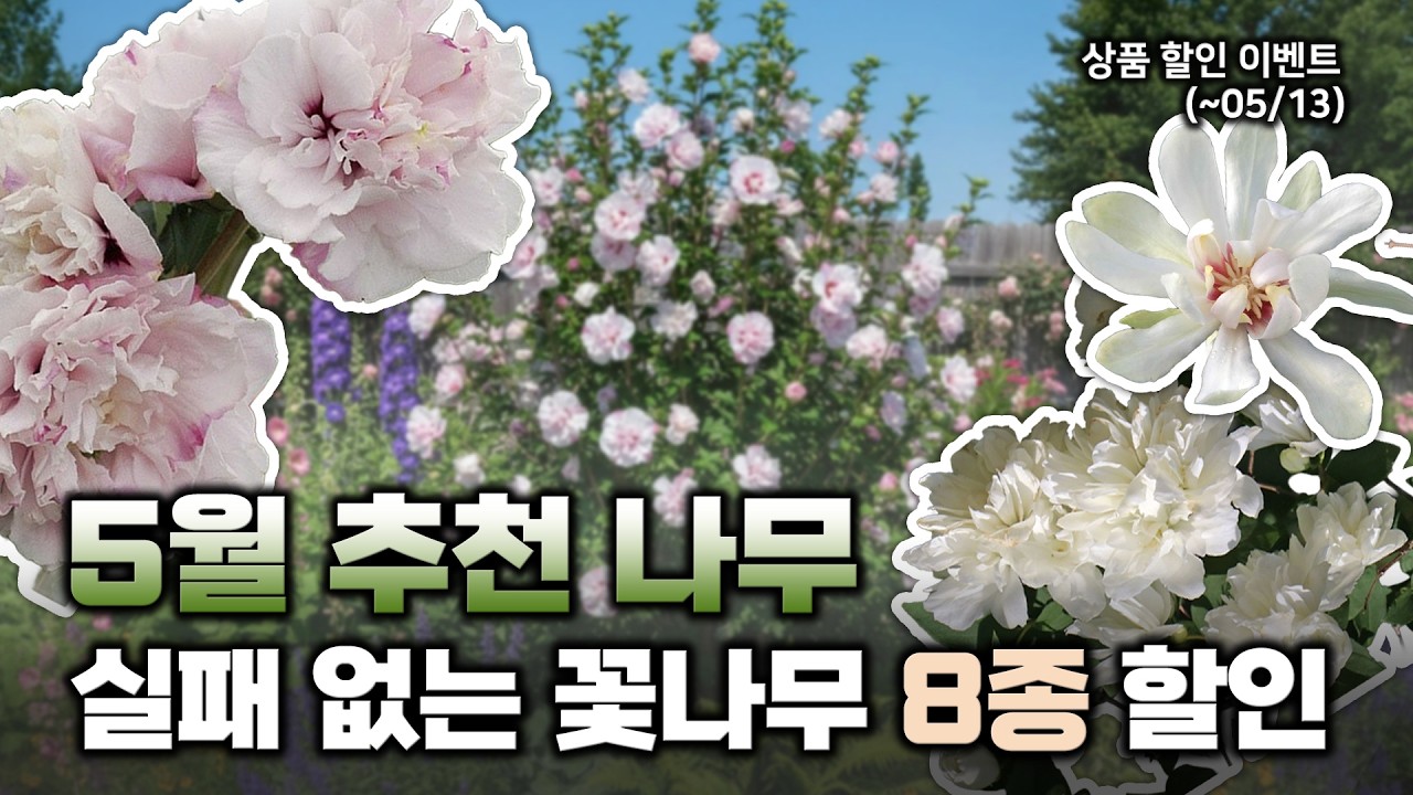 🌸키우기 쉽고 화려한 꽃나무를 만나보세요🌸 마당에 꼭 심어야 할 베스트 8종 할인이벤트✨