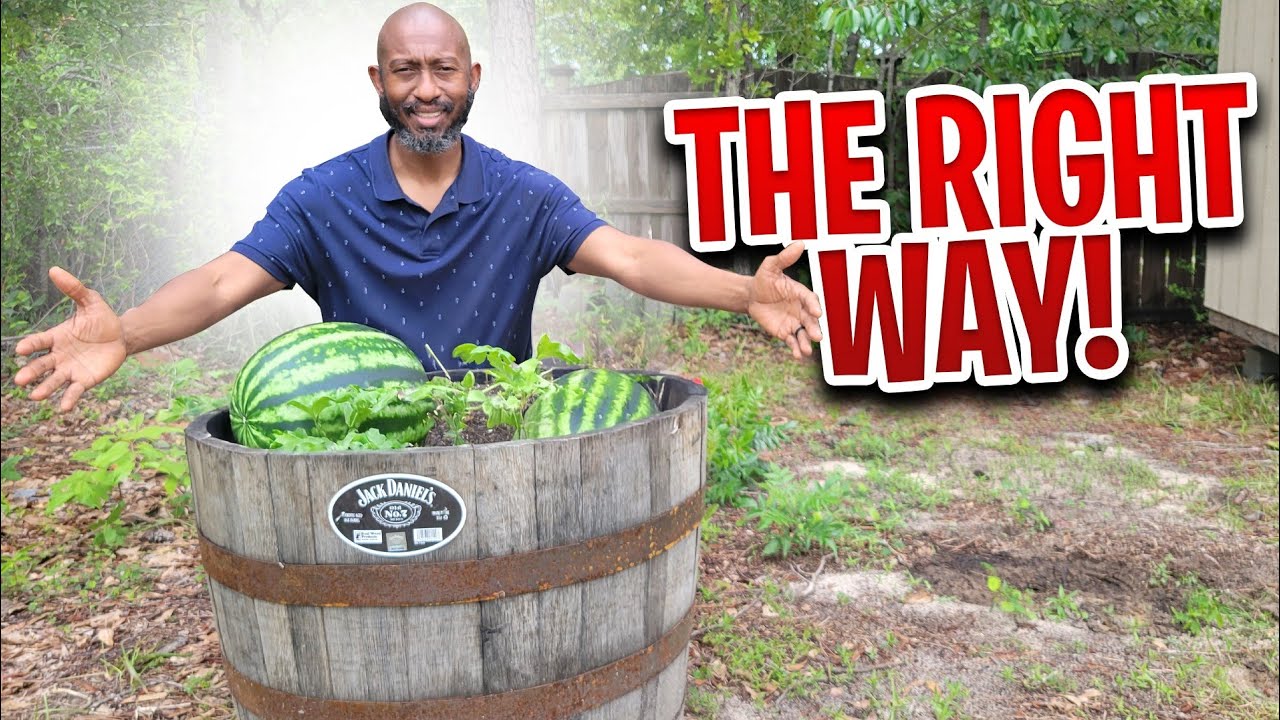 How to Grow Juicy Watermelons in Containers - Full Guide! #watermelon