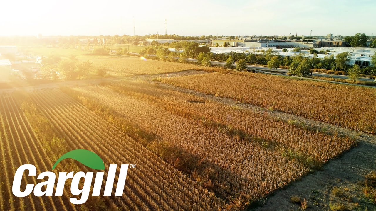 Cargill | Weed Control in Non-GMO Beans