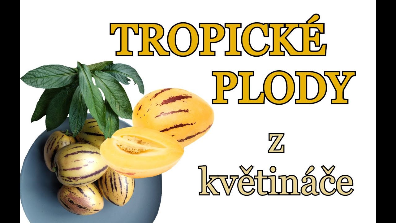 PEPINO GOLD | PEPINO MELOUN | Snadné pěstování Pepina - návod, půda, nákup rostlin, chuť plodů