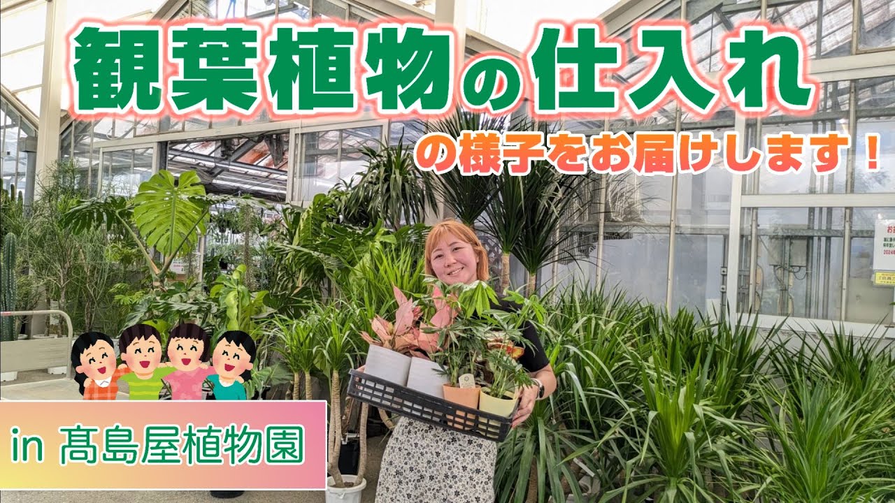 【仕入れ】観葉植物の仕入れの様子をお届けします！