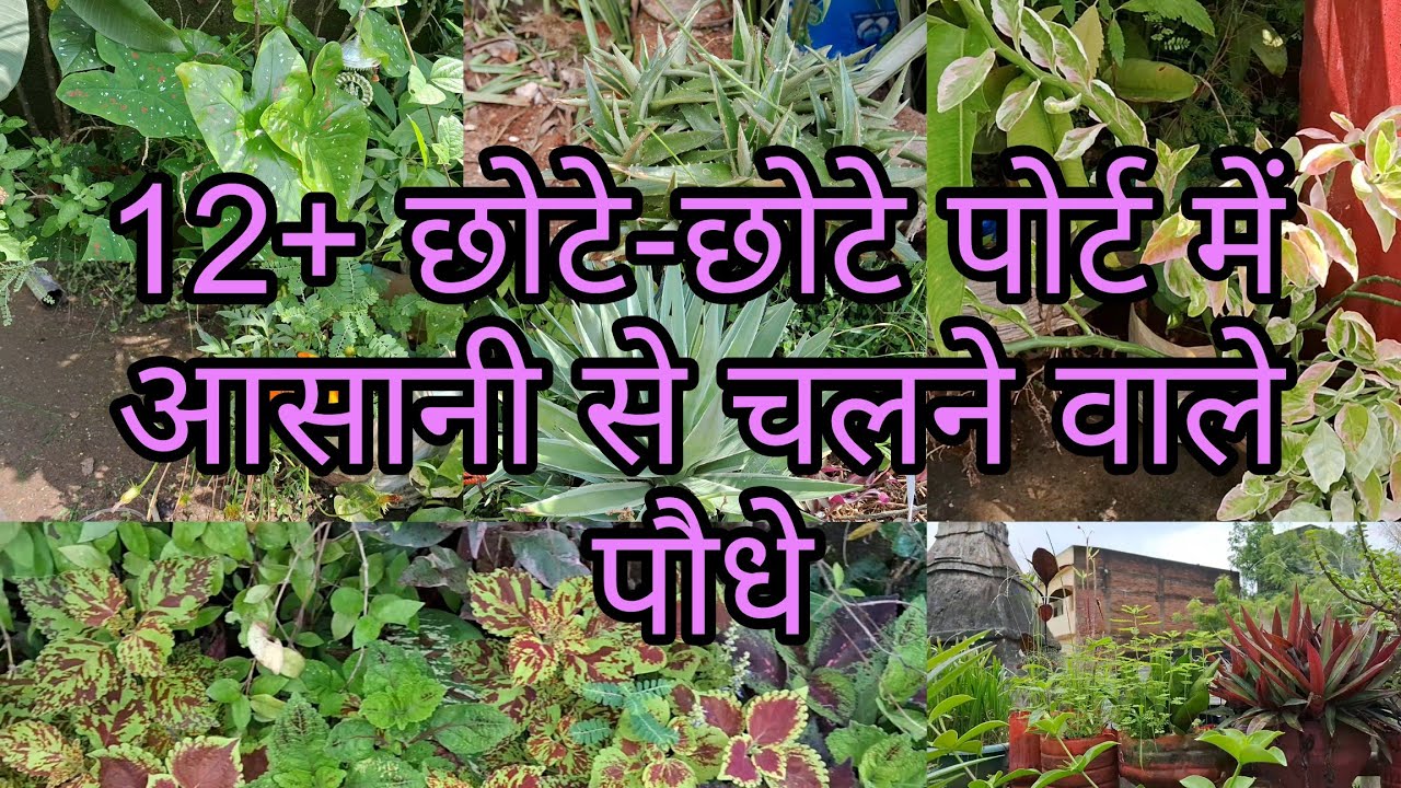 12+ छोटे छोटे पॉट में पौधे लगाकर अपने शौक  को बरकरार रखें #hardyplants #gardening 