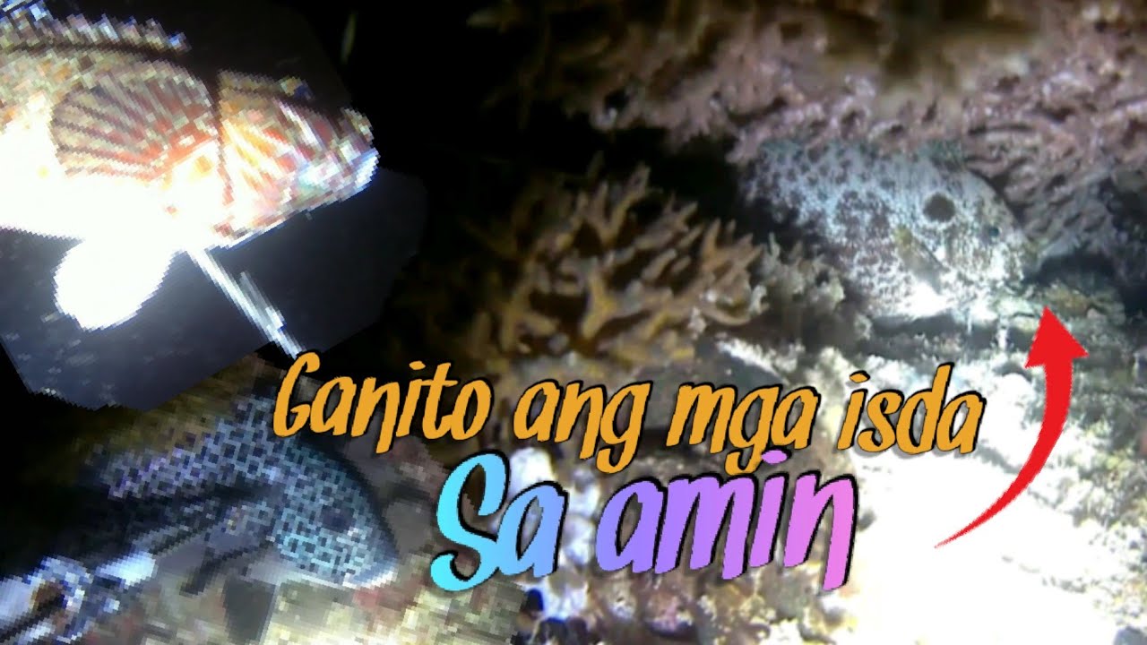 Ganito ang mga isda sa amin. Ep#8 Dagat Adventure | Night dive Spearfishing.