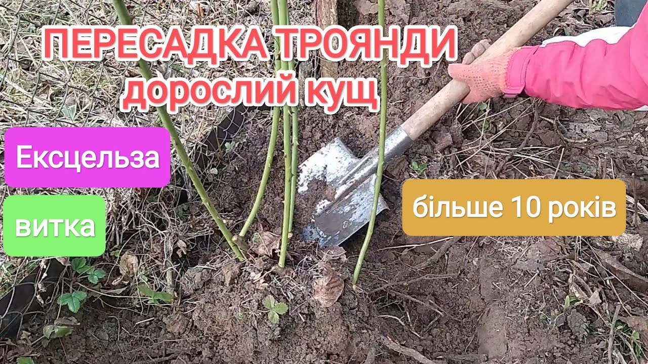 Пересадка дорослого куща троянди Ексцельза, більше 10 років