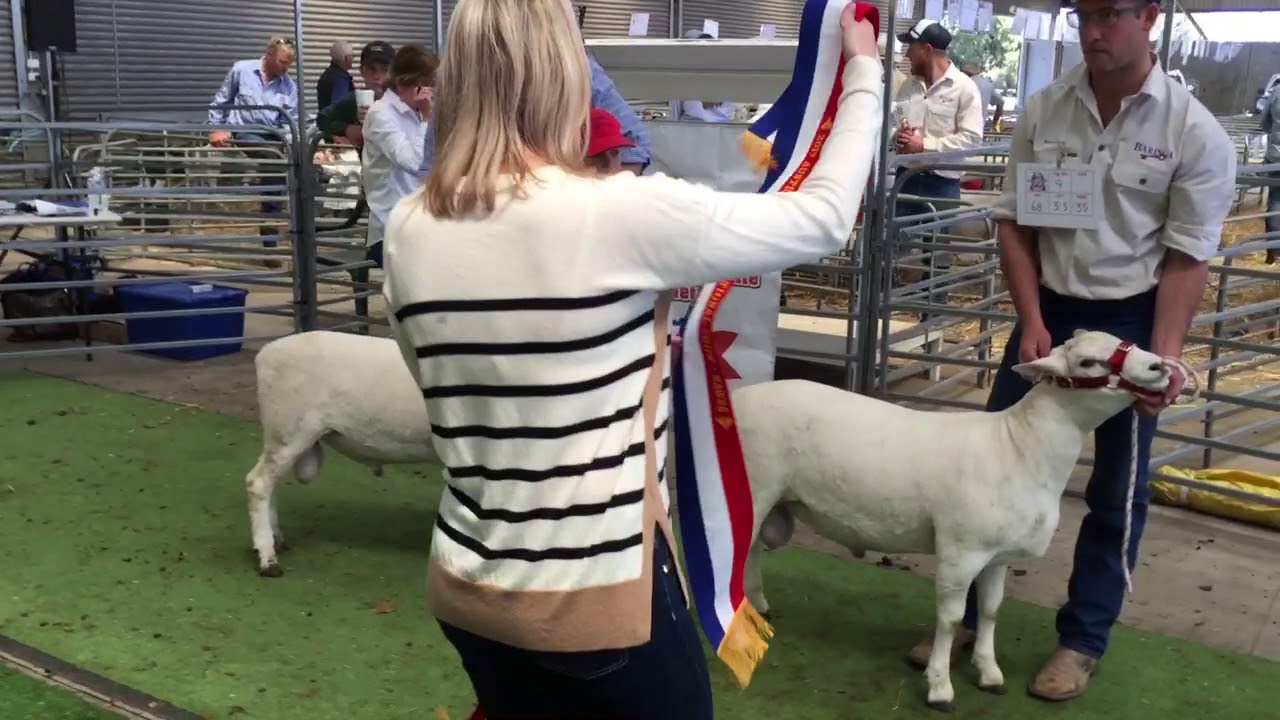 2017 Australian White National show and sale Dubbo