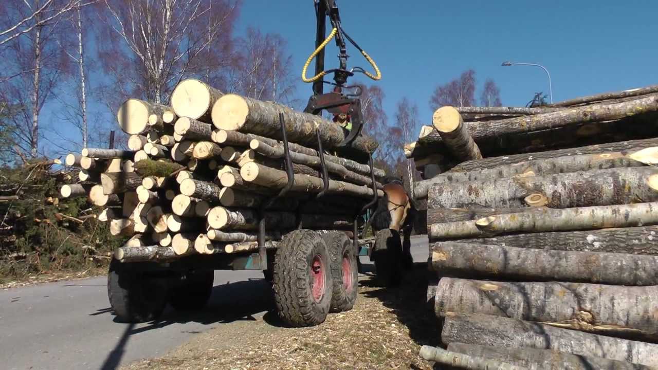 Horse logging Sweden