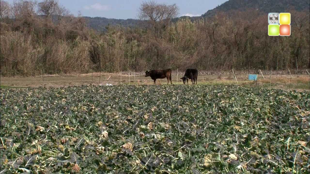 「山口型放牧」