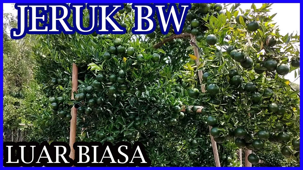Budidaya Jeruk BW Buahnya Luar Biasa
