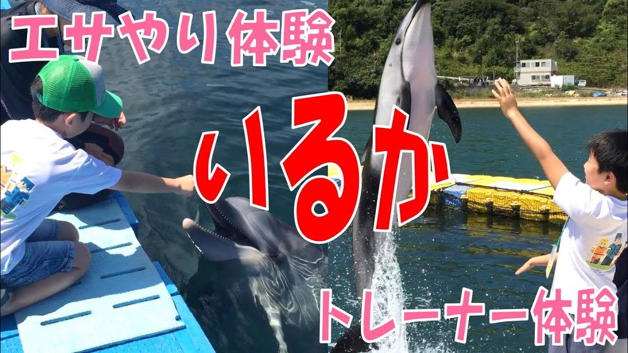 【日本ドルフィンセンターでイルカのエサやり体験＆トレーナー体験してきたゾ！】（くろねこチャンネル）