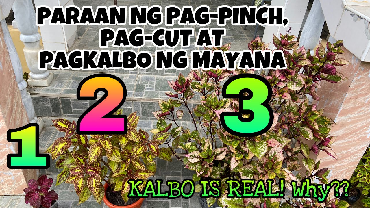 PARAAN NG PAG-PINCH, PAG-CUT AT PAGKALBO NG MAYANA//jingle’s heartstrings