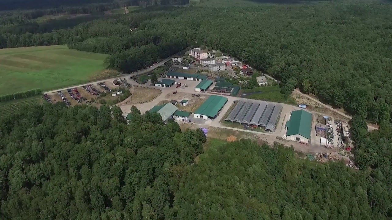 Plantacja borówki amerykańskiej w Ochozy - ekologiczna