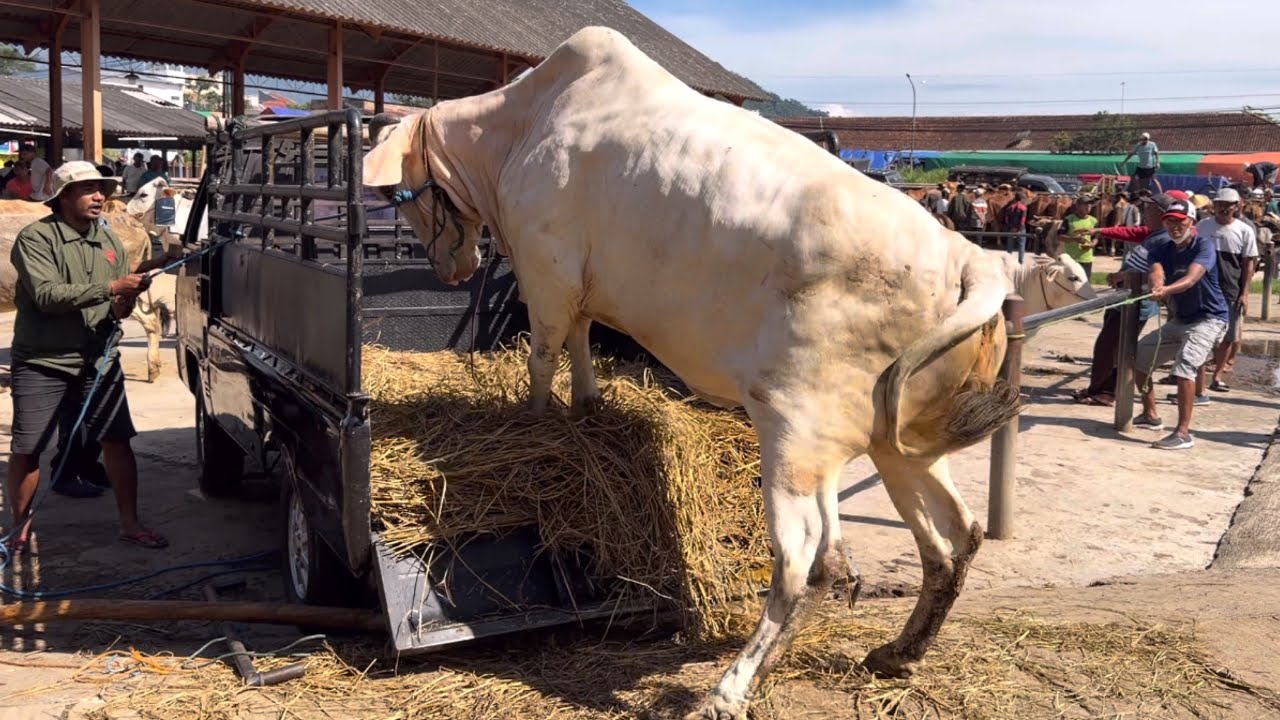 HURU-HARA RAMADHAN CORE SAPI NGAMUK TURUN DARI TRUK‼️🔥🔥🔥