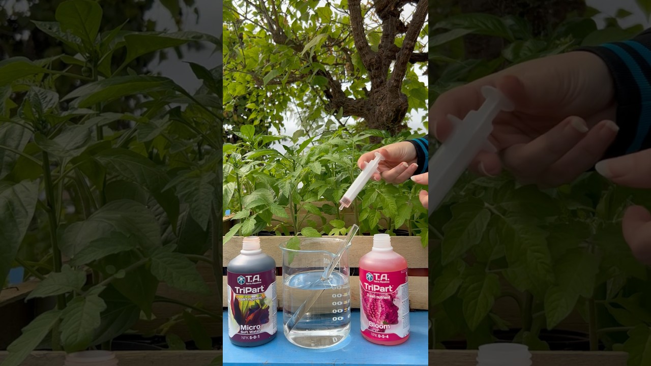 Voici ce qu&rsquo;il ne faut pas faire lorsque vous cultivez des plantes ! #terraaquatica #plante