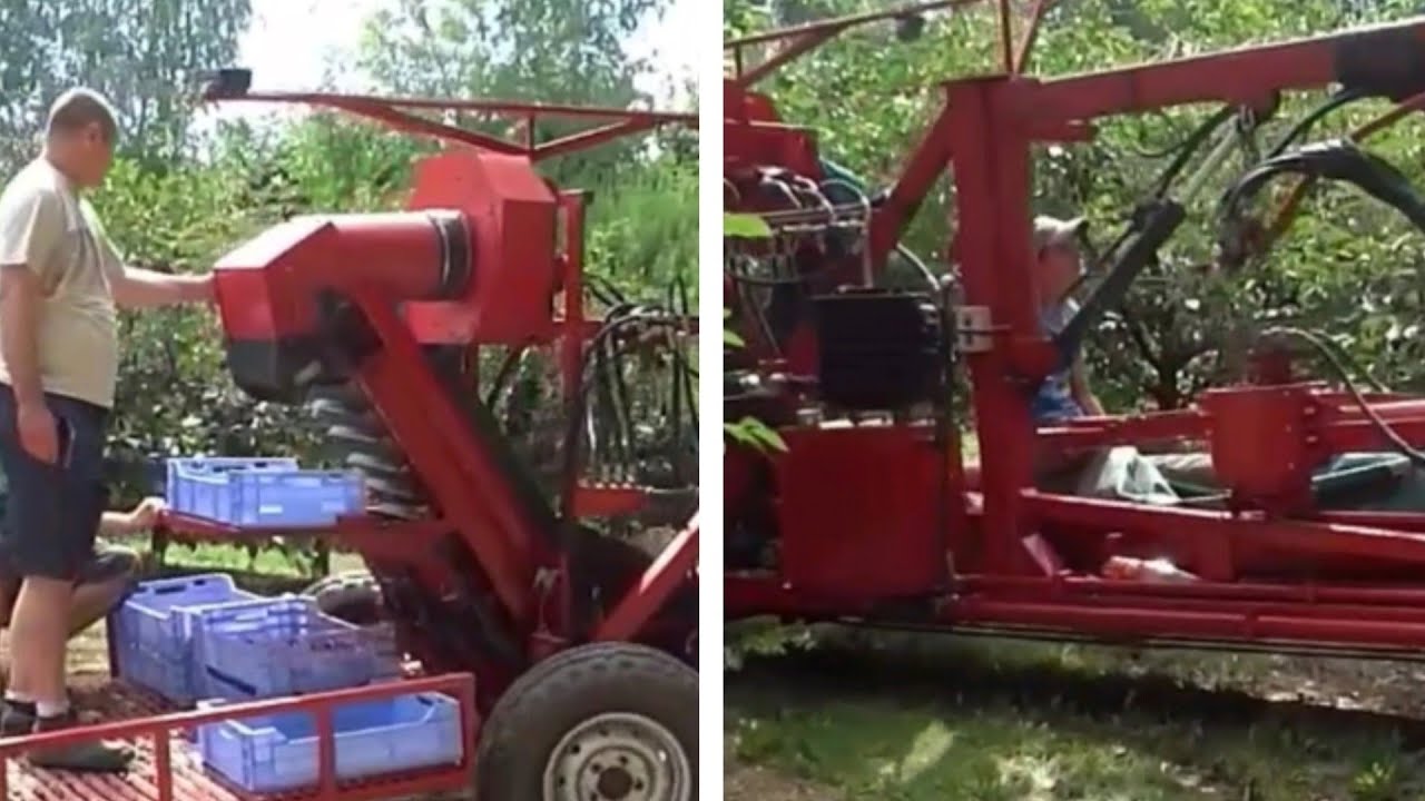 Mechaniczny Zbiór Wiśni  Mechanical Cherry Picking  Otrząsarka  Do Owoców  Cherry Fruit Shaker