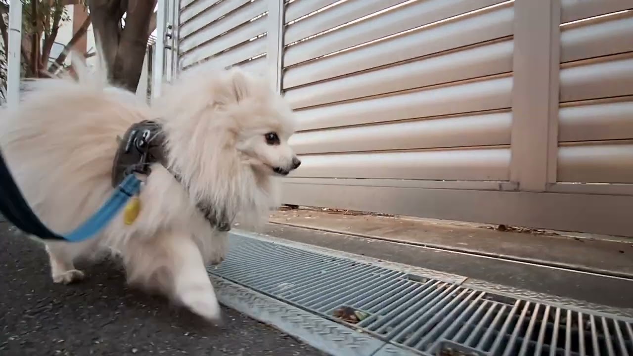 2026年2月23日月曜日　ポメラニアン？🐶　お散歩　テテ！