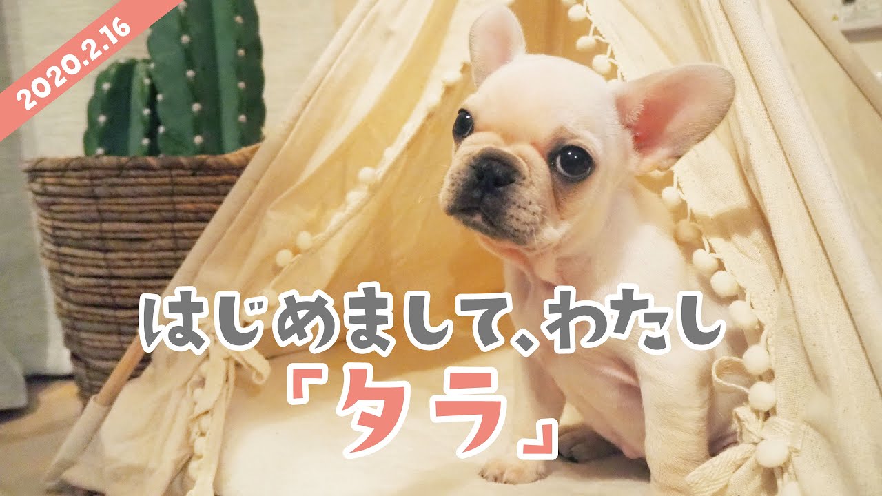 【フレンチブルドッグ】子犬が家に来た！はじめて犬を飼う緊張の瞬間！【French bulldog puppy】